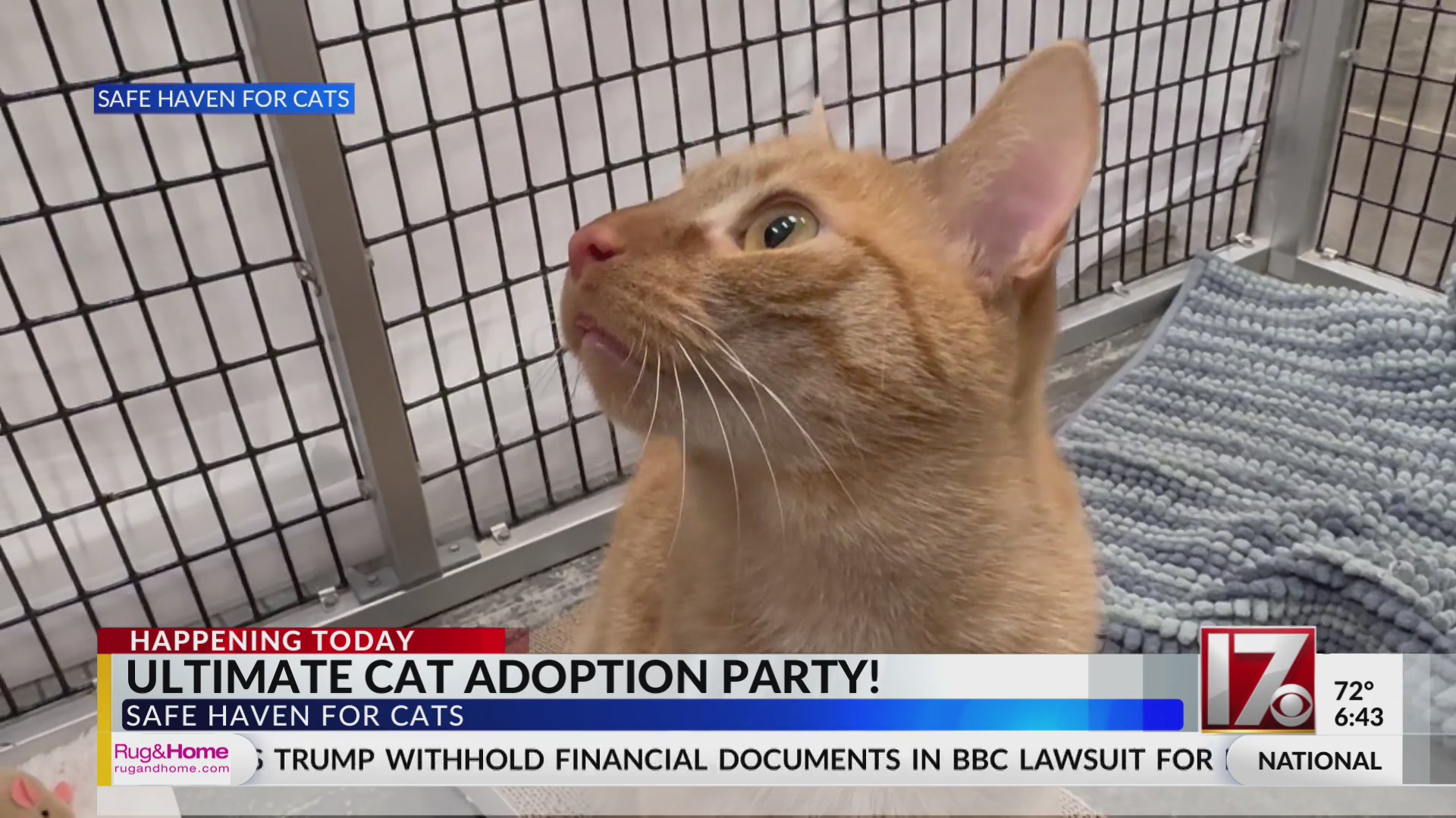 Looking for a cat? Raleigh shelter offering $10 adoptions