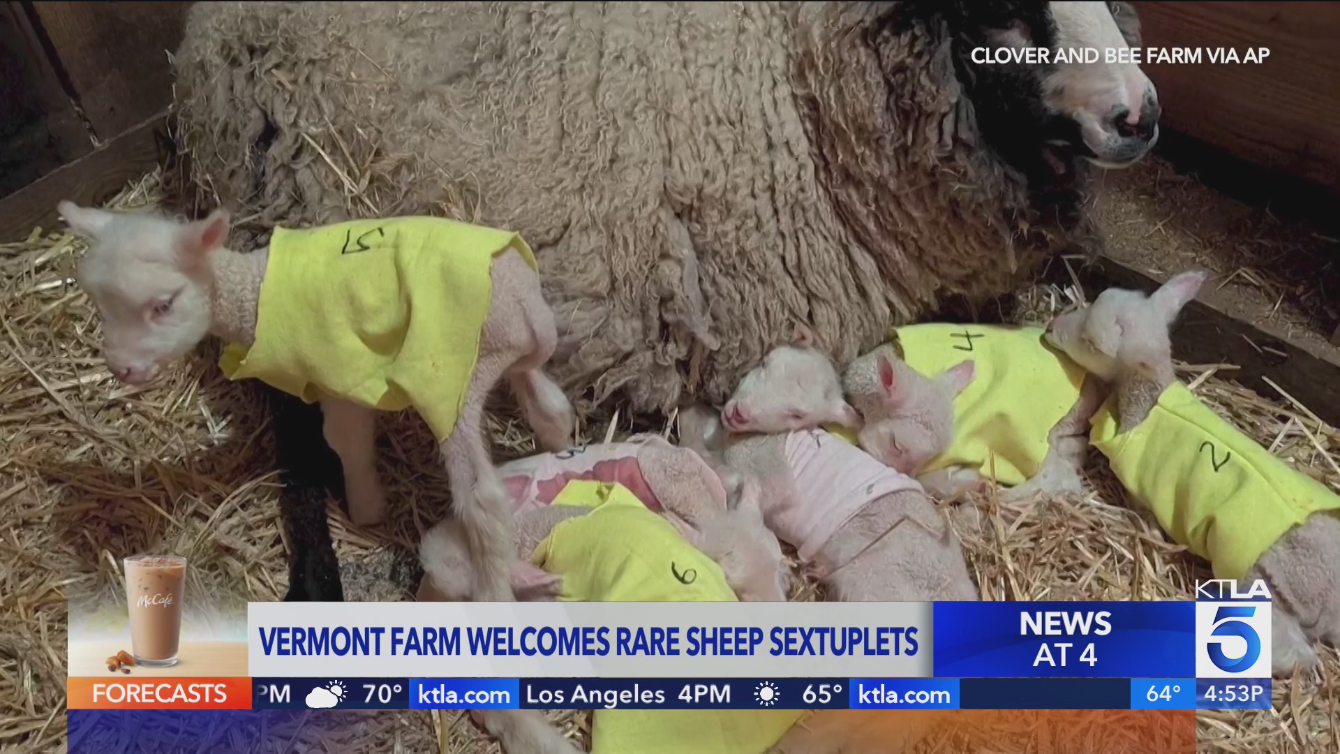 Farm welcomes rare sheep sextuplets – who13.com