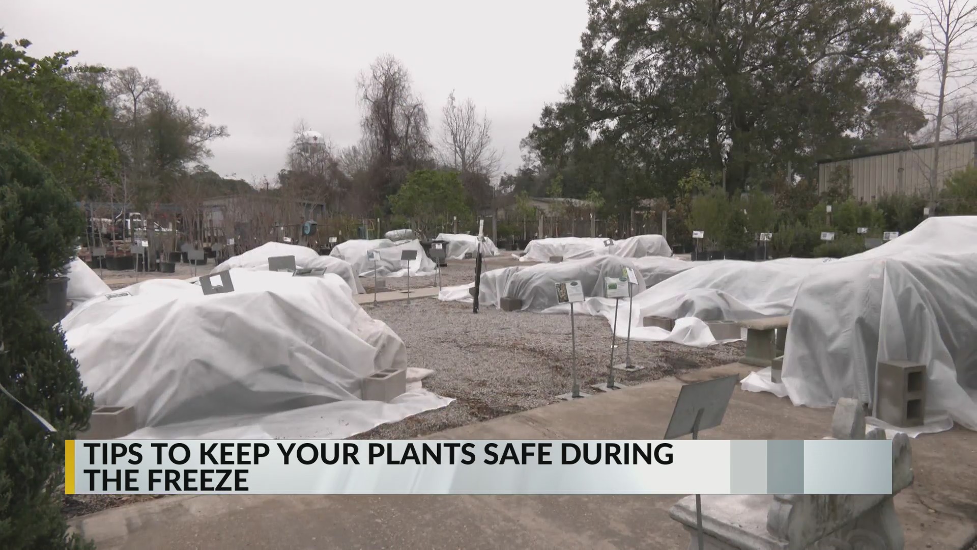 Expert tips to protect your garden from Acadiana’s freeze – KLFY.com