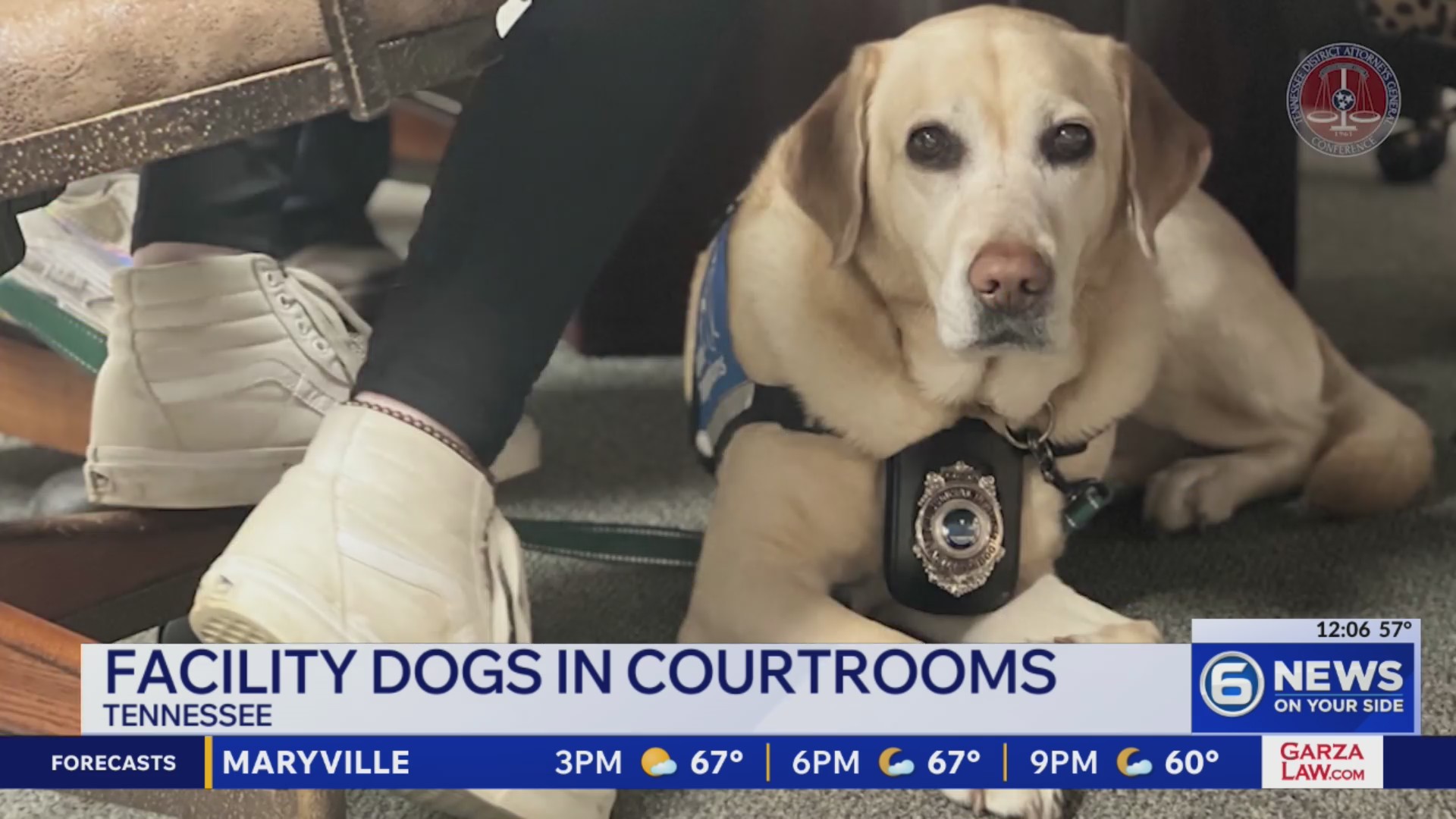 How dogs can help TN children testify under new law – WATE 6 On Your Side