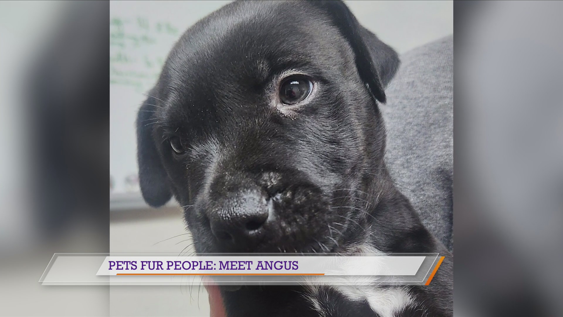 Pets Fur People: Meet Angus