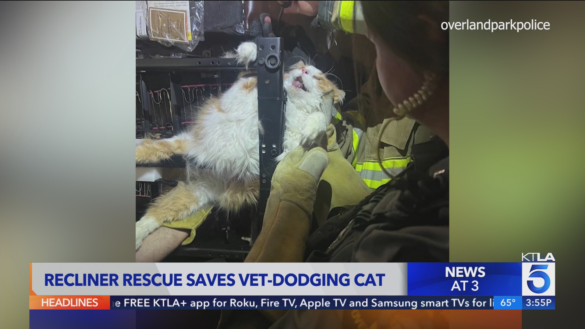 Vet-dodging cat rescued from recliner – KTLA