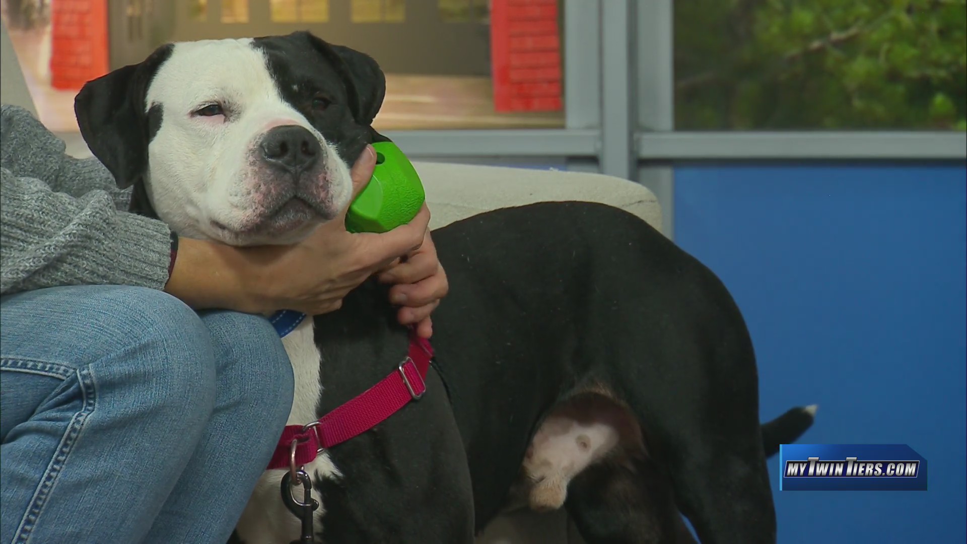 Pet of the Week: Mr. Magoo, Humane Society of Schuyler County – WETM ...