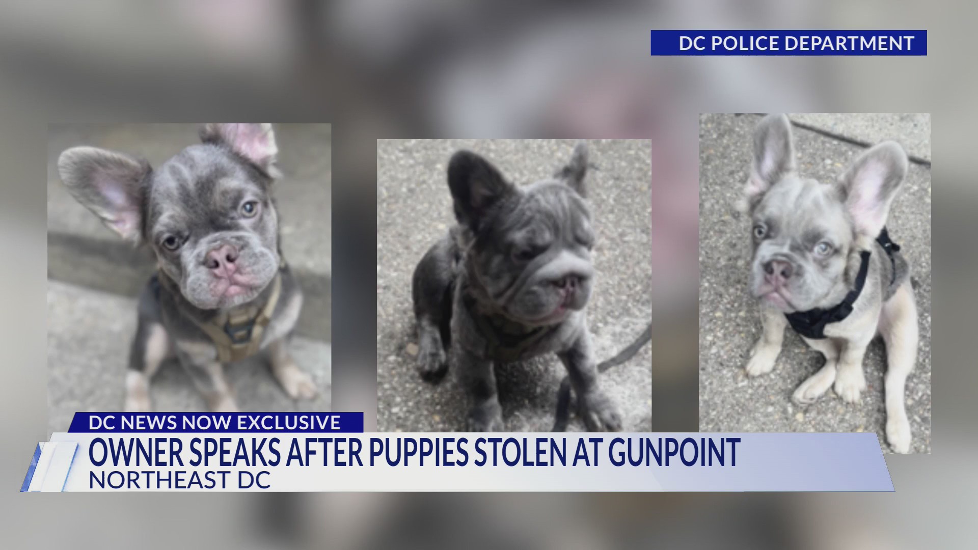 DC police searching for 3 French bulldog puppies stolen at gunpoint ...