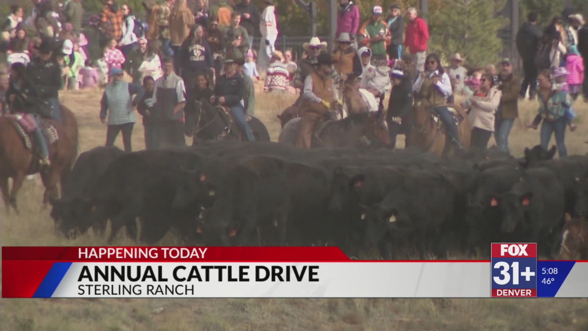 Cattle drive in Sterling Ranch moves dozens of animals for wildlife ...