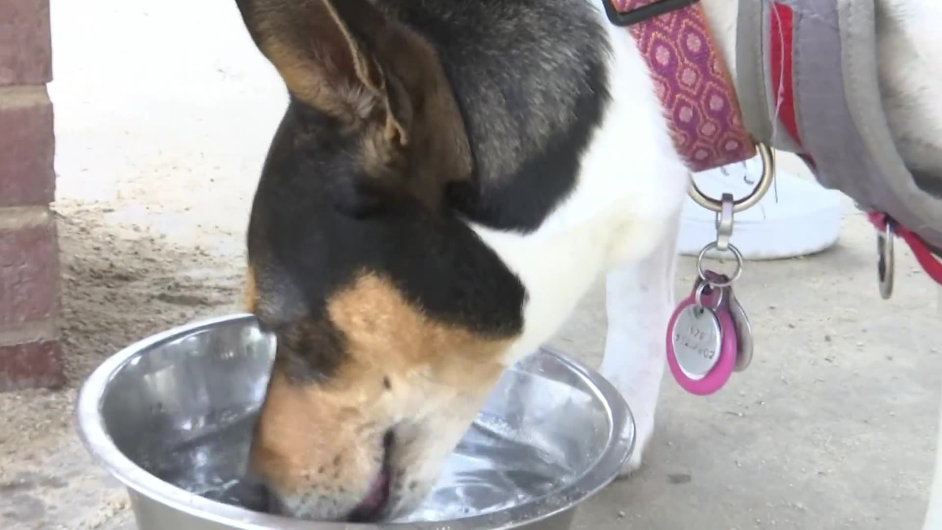 Signs of heat stroke to watch for in your pets