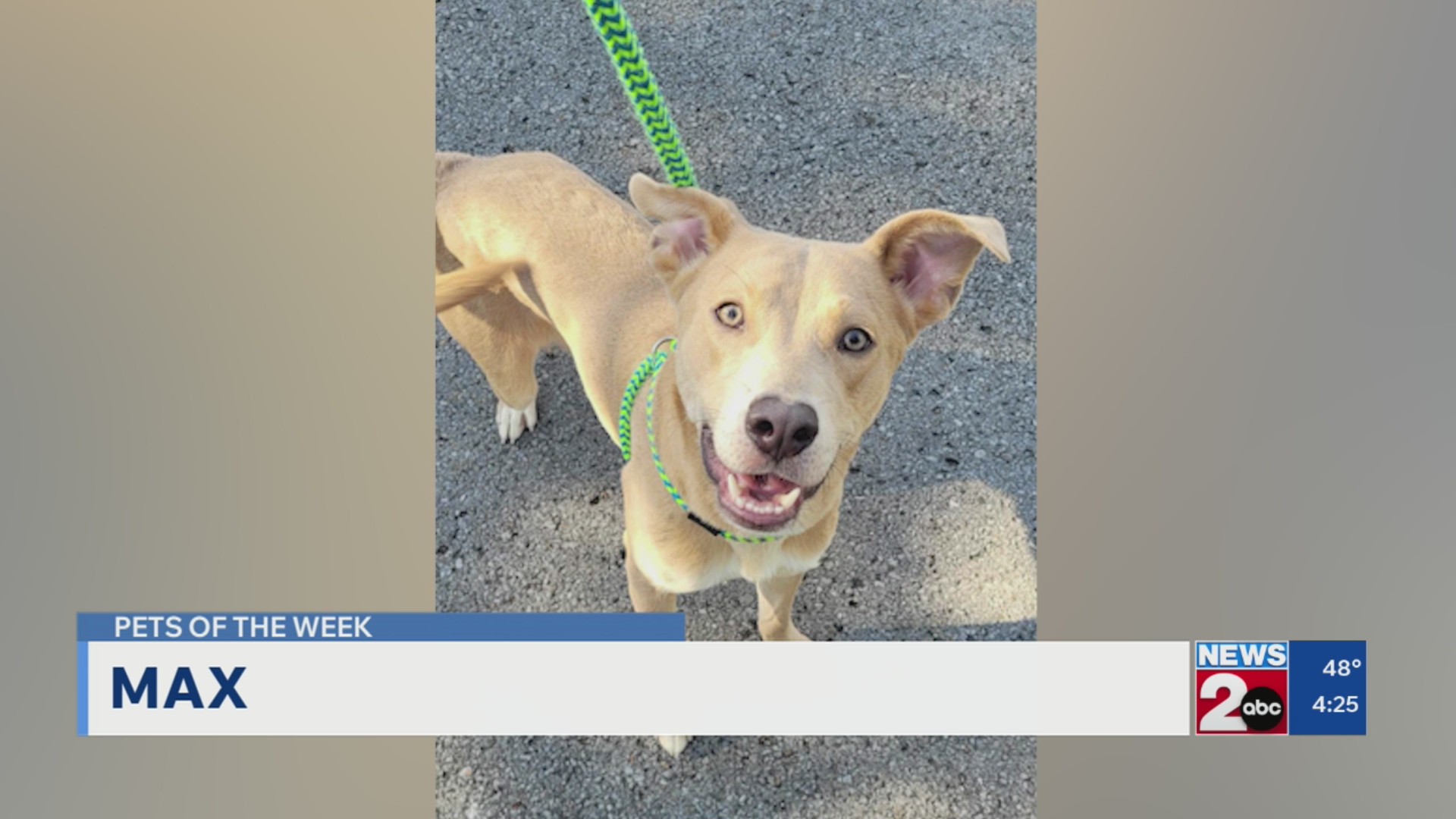 Pets of the Week for Oct. 27, 2026