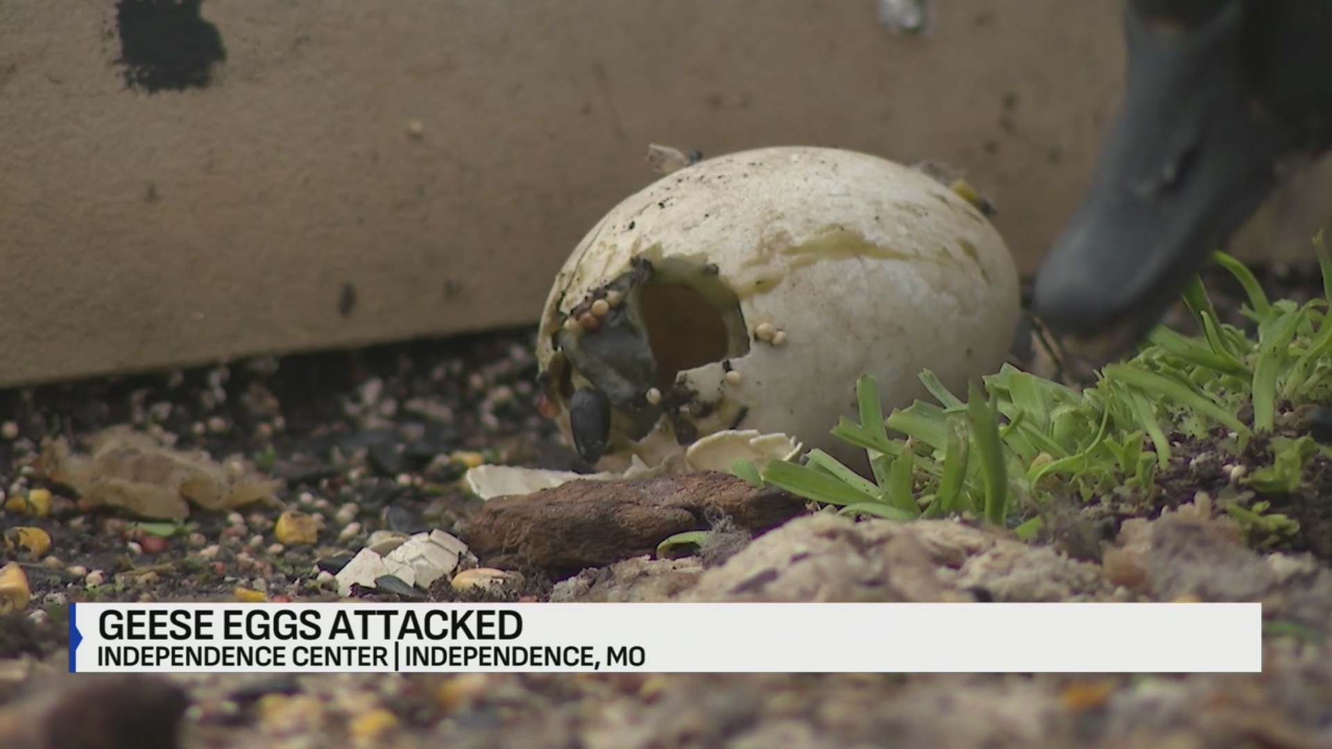 Goose eggs smashed with hammer at Independence shopping center