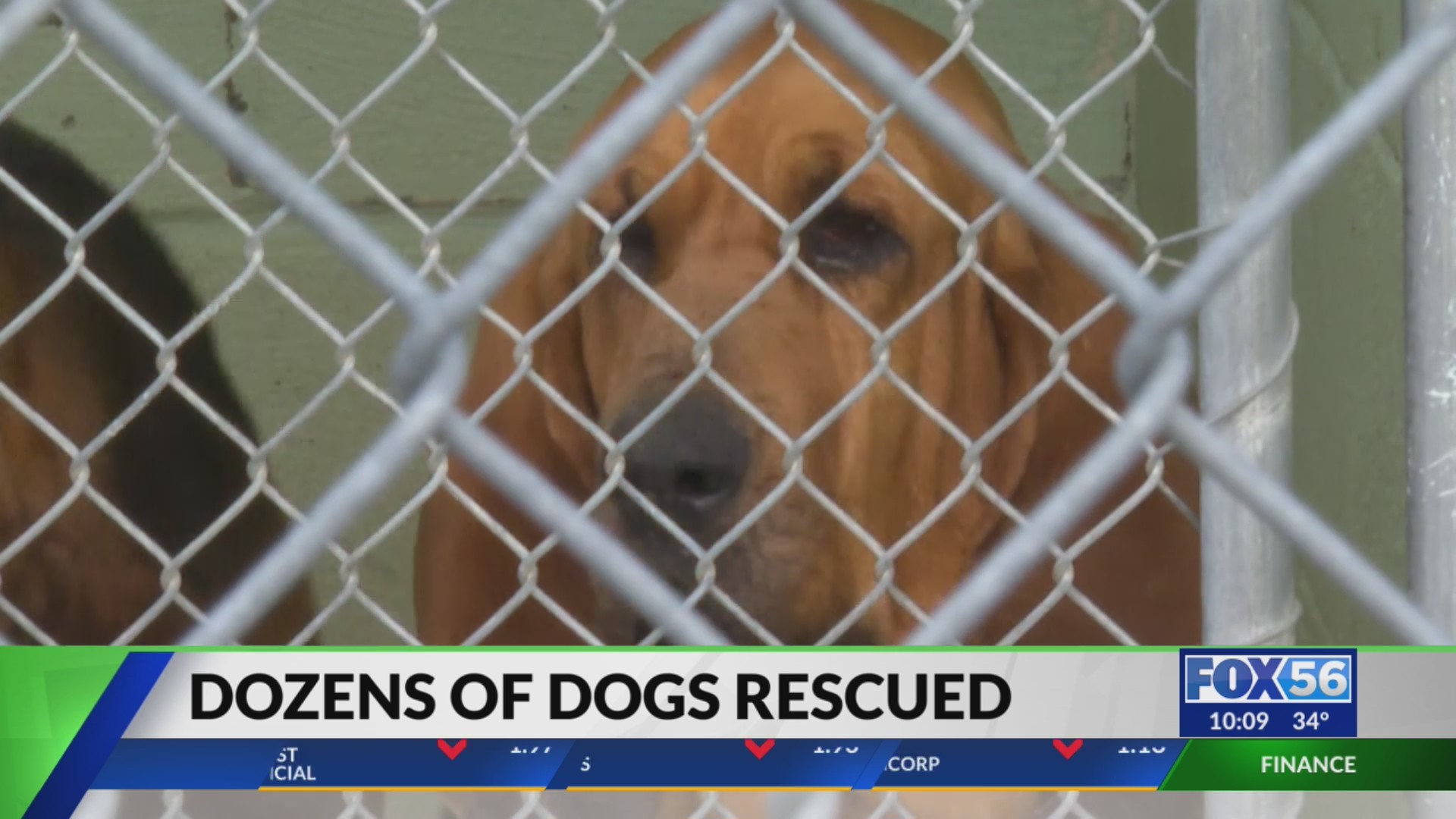 More than 40 dogs rescued from hoarding situation in Montgomery County ...
