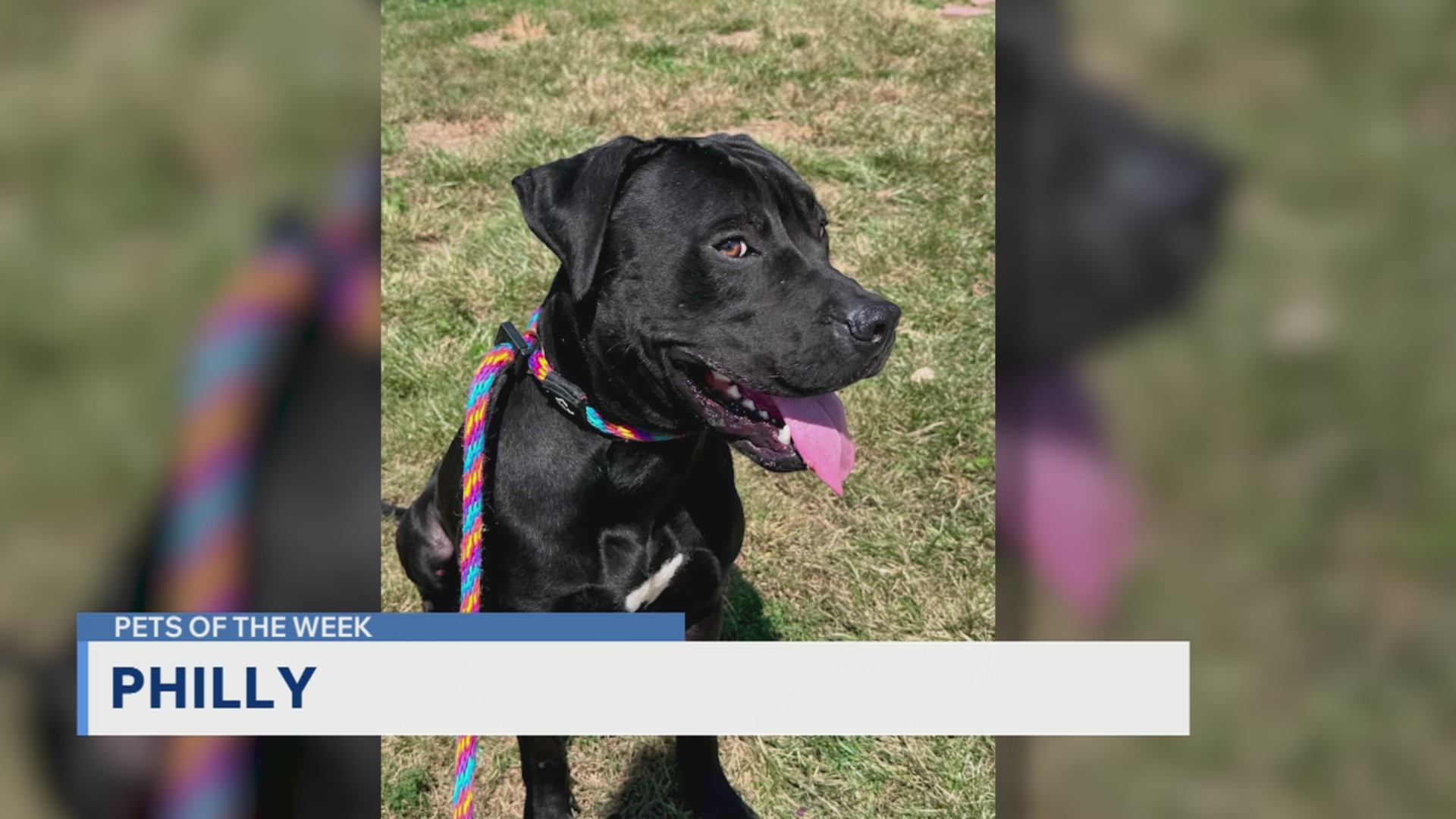 Pets of the Week for Sept. 1, 2026