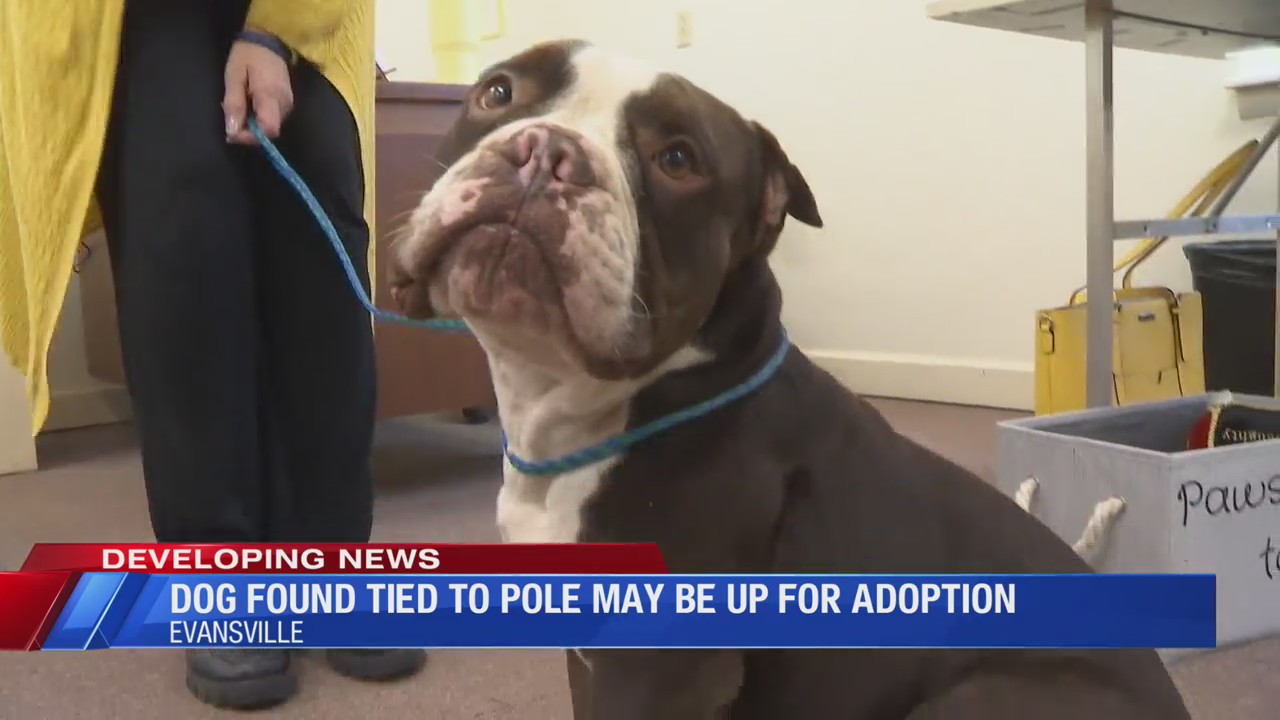 Dog found tied up outside Animal Care and Control could soon be adopted ...
