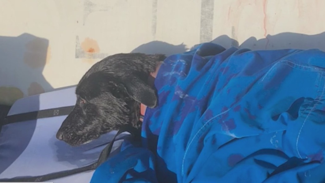 Lifeguards rescue dog swept into ocean – FOX 5 San Diego & KUSI News