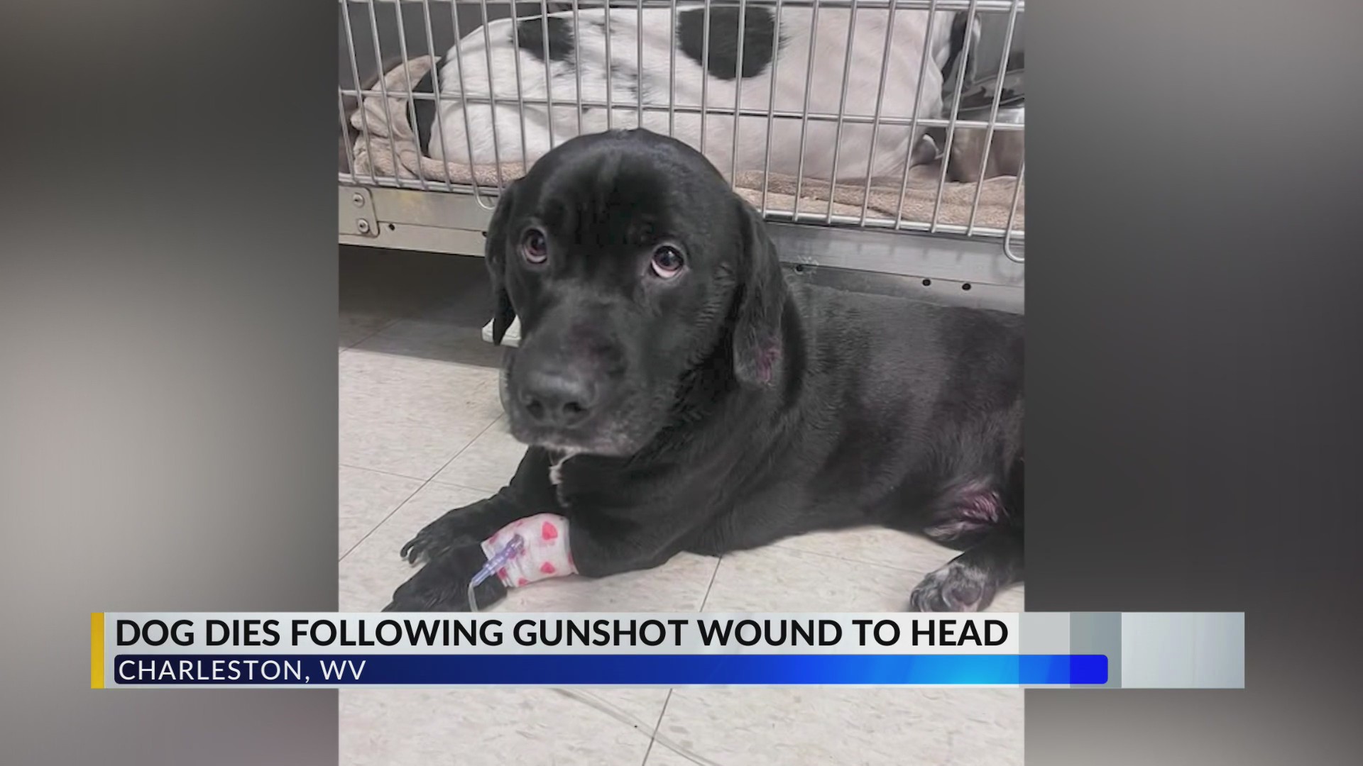 Dog dies after being hospitalized for gunshot wounds in West Virginia ...