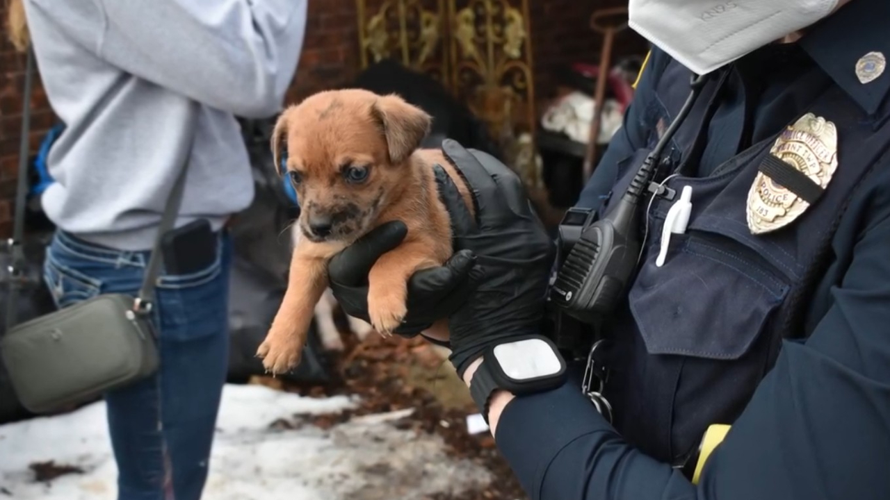 Dozens of animals rescued from neglected home in Genesee County ...