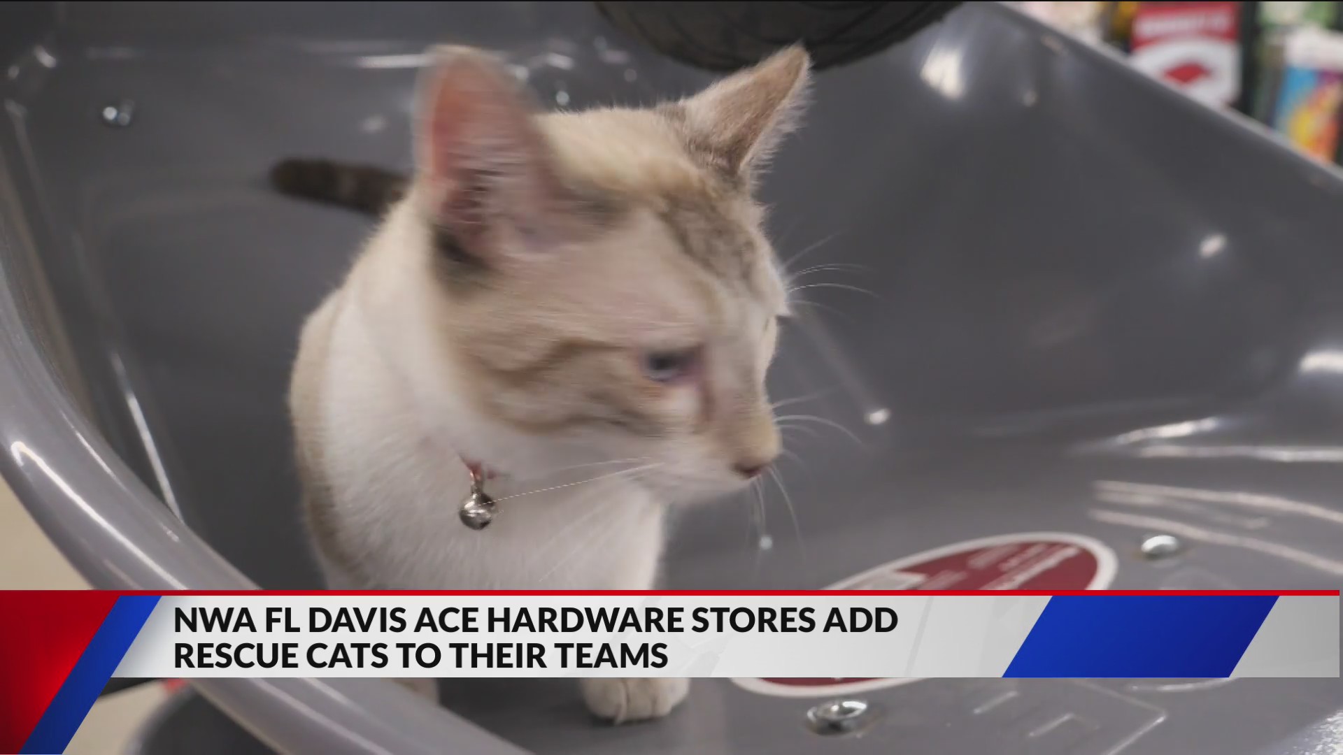 NWA Ace Hardware Stores add rescue cats to their teams