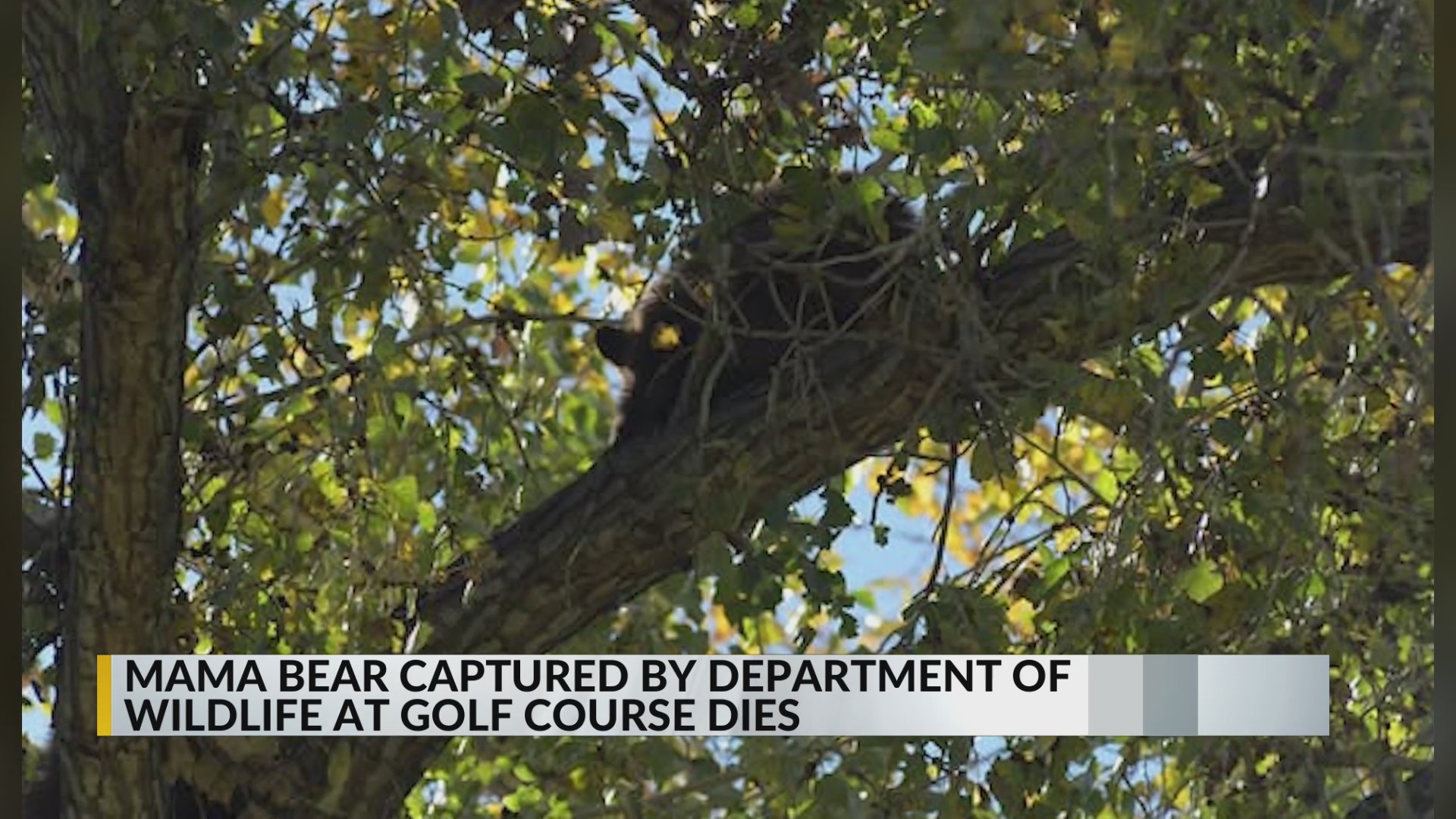 Mama bear dies, two cubs rescued in Albuquerque – KRQE NEWS 13 ...