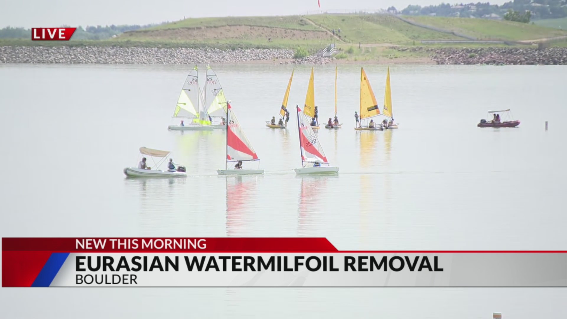Eurasian Watermilfoil removal