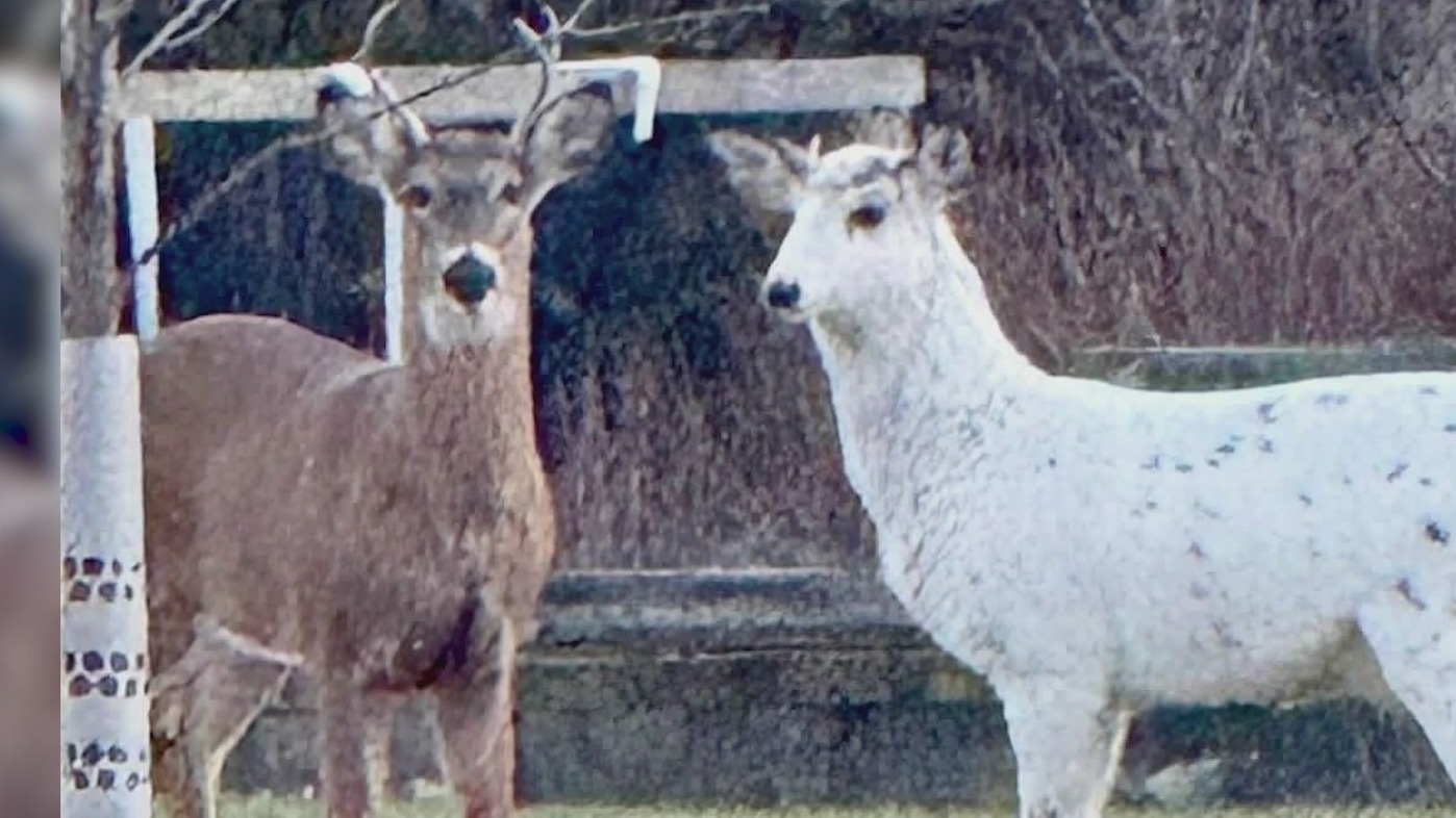 Extremely rare deer pair spotted in Long Island – PIX11