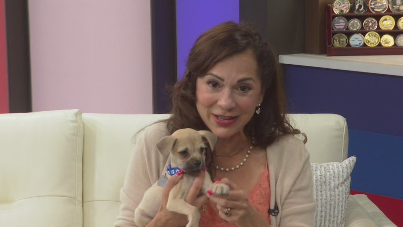 Home 4 the Holidays pet adoption campaign