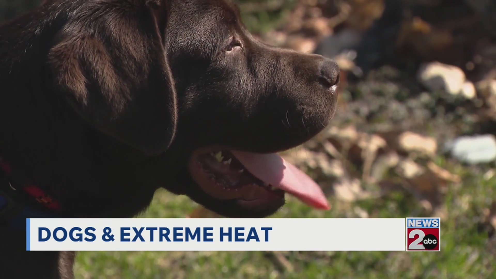 How to keep your pets safe in heat
