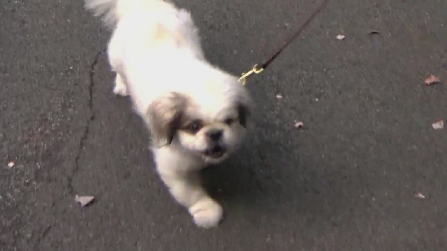 DoveLewis animal hospital shares tips on keeping pets safe during hot weather