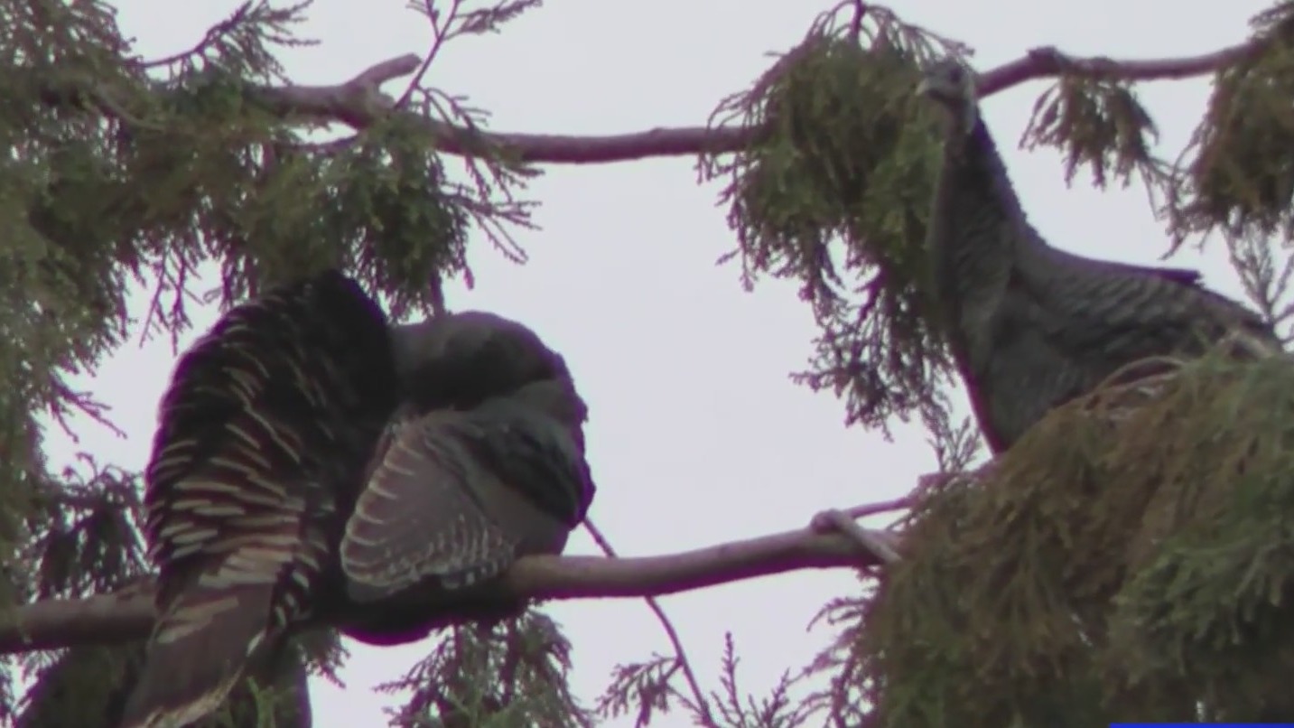 Fairfield residents ask city government for help with turkey troubles