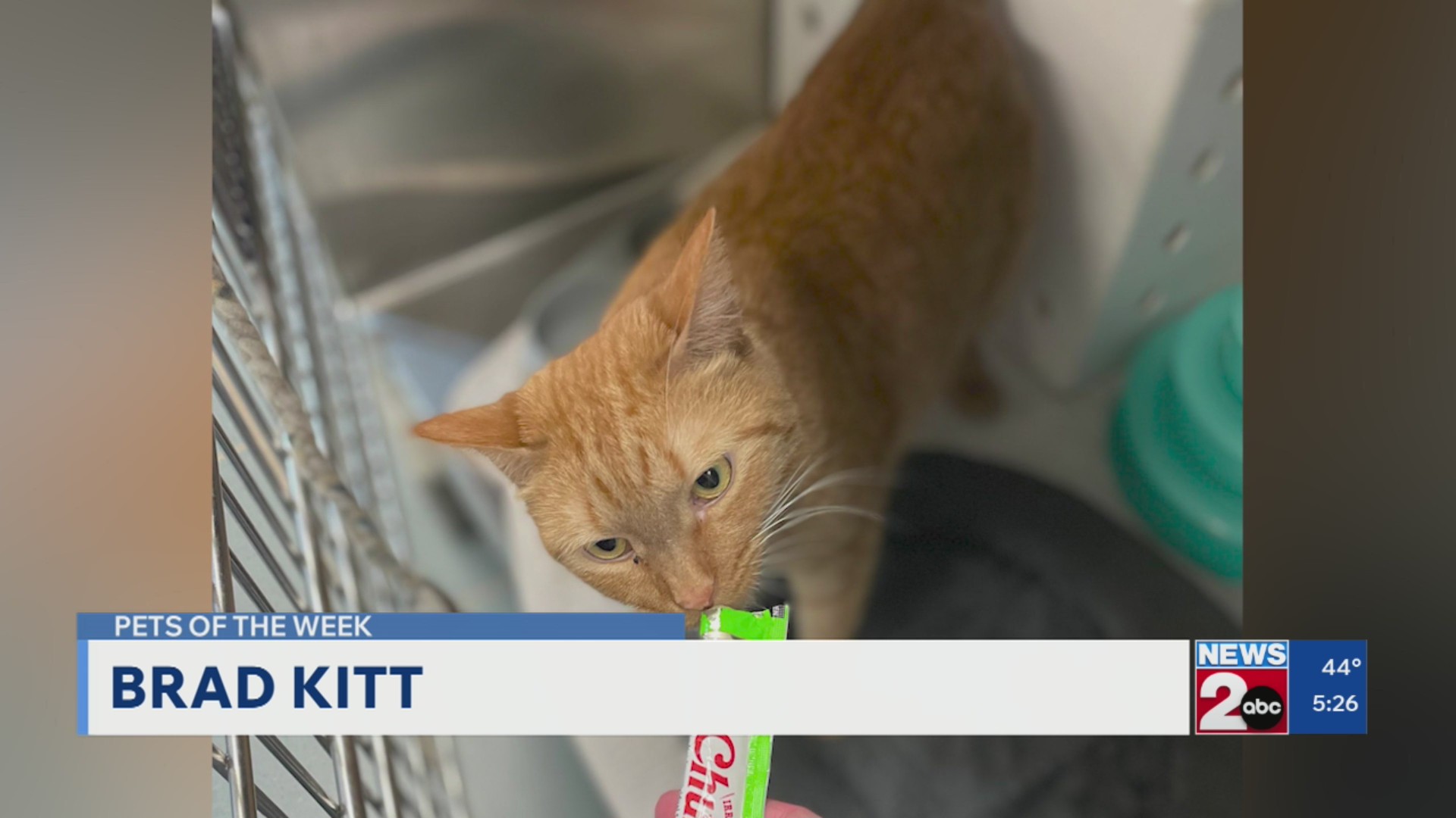 Pets of the Week for March 24, 2026 – WKRN News 2