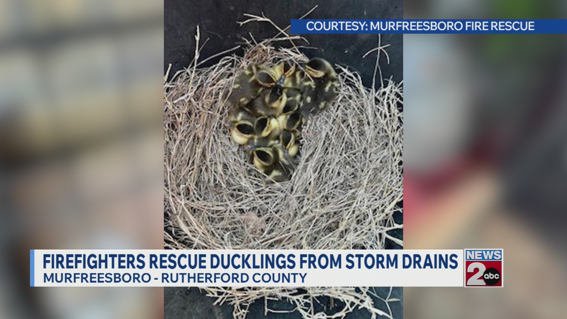 Firefighters rescue ducklings from storm drains – WKRN News 2