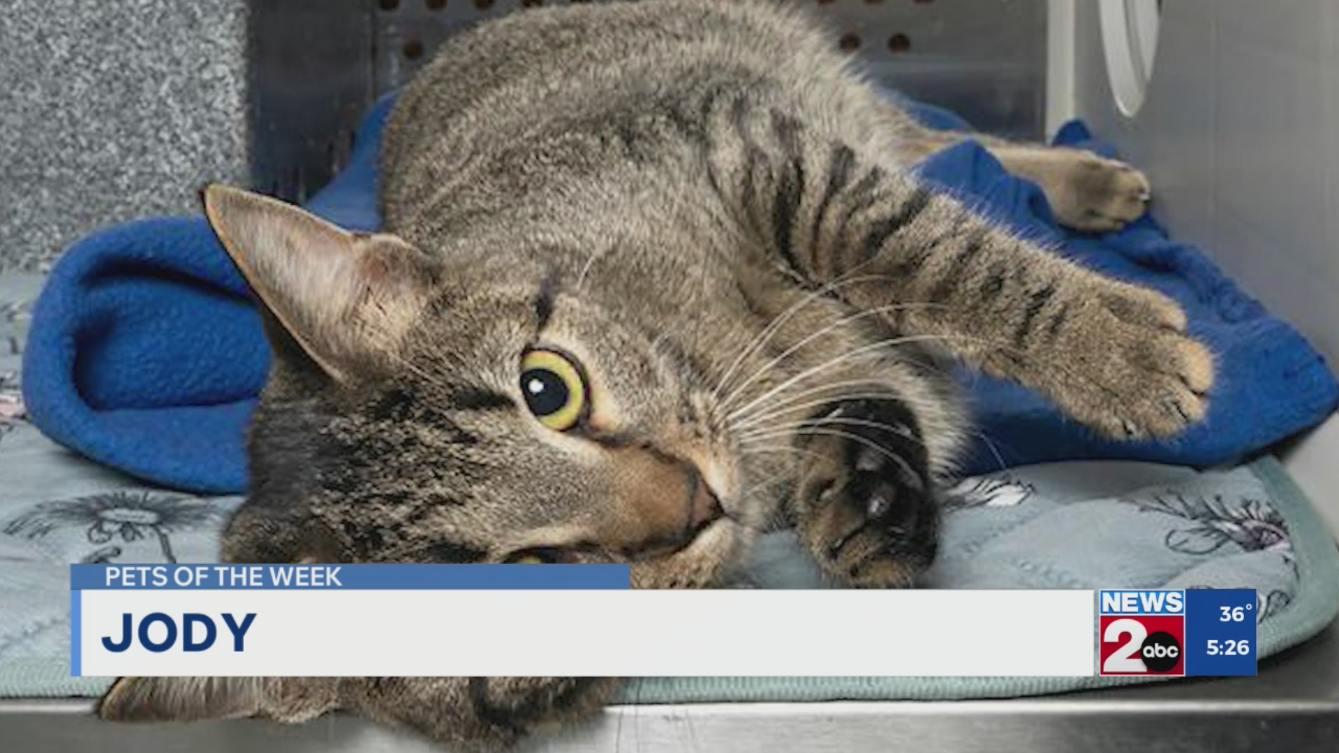 Pets of the Week for Dec. 2, 2025 – WKRN News 2