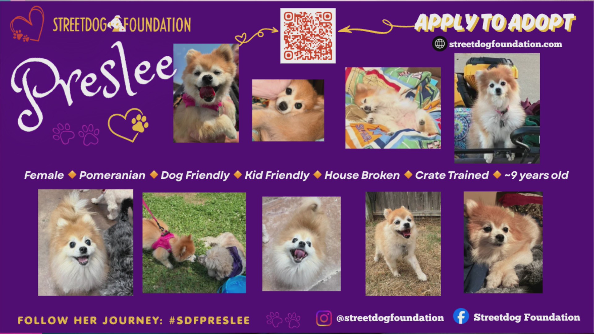 Pet Of The Week: Preslee