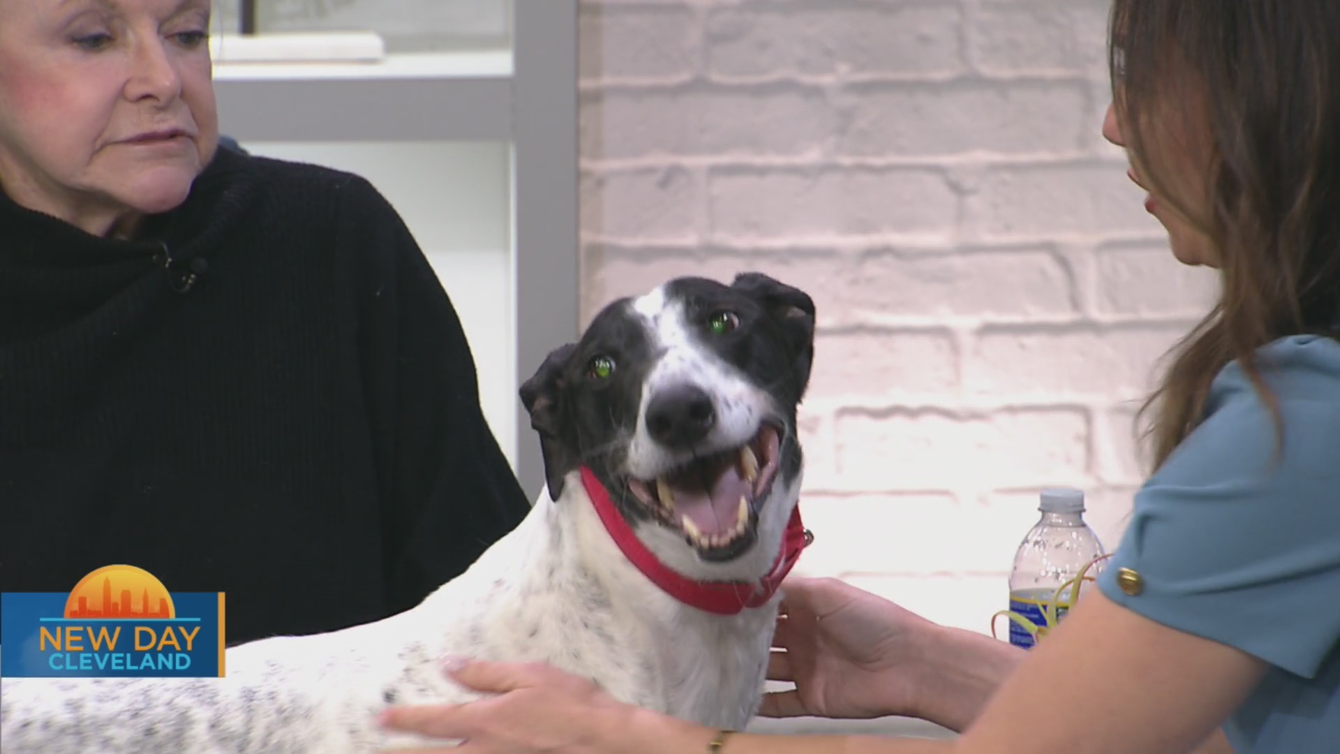 New Day Cleveland: Greyhound Adoption of Ohio – Fox 8 Cleveland WJW