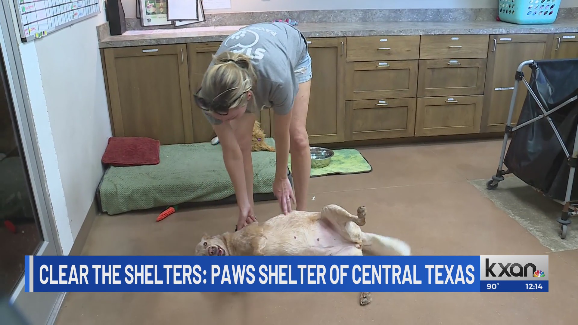 Clear the Shelters: PAWS helping pets unite with their next family