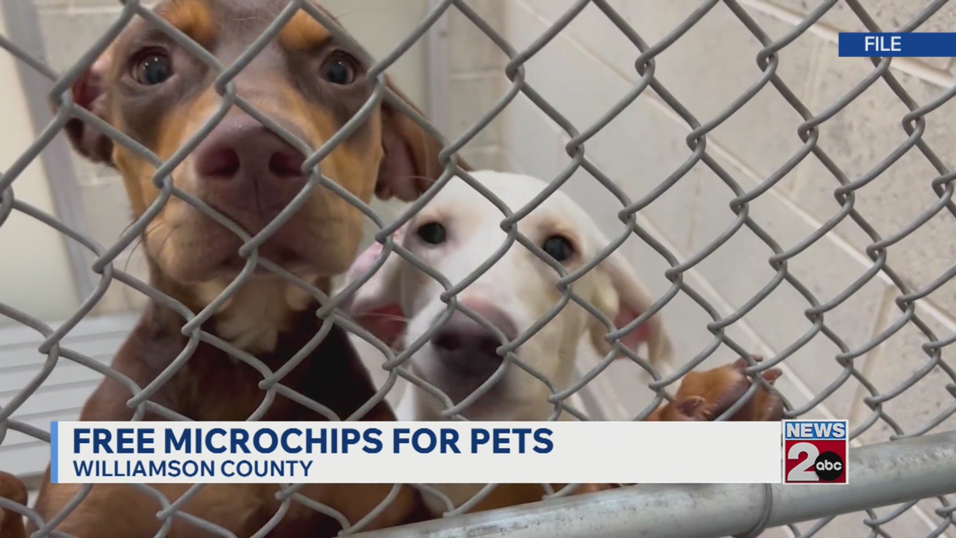 Free microchips for pets in Williamson County