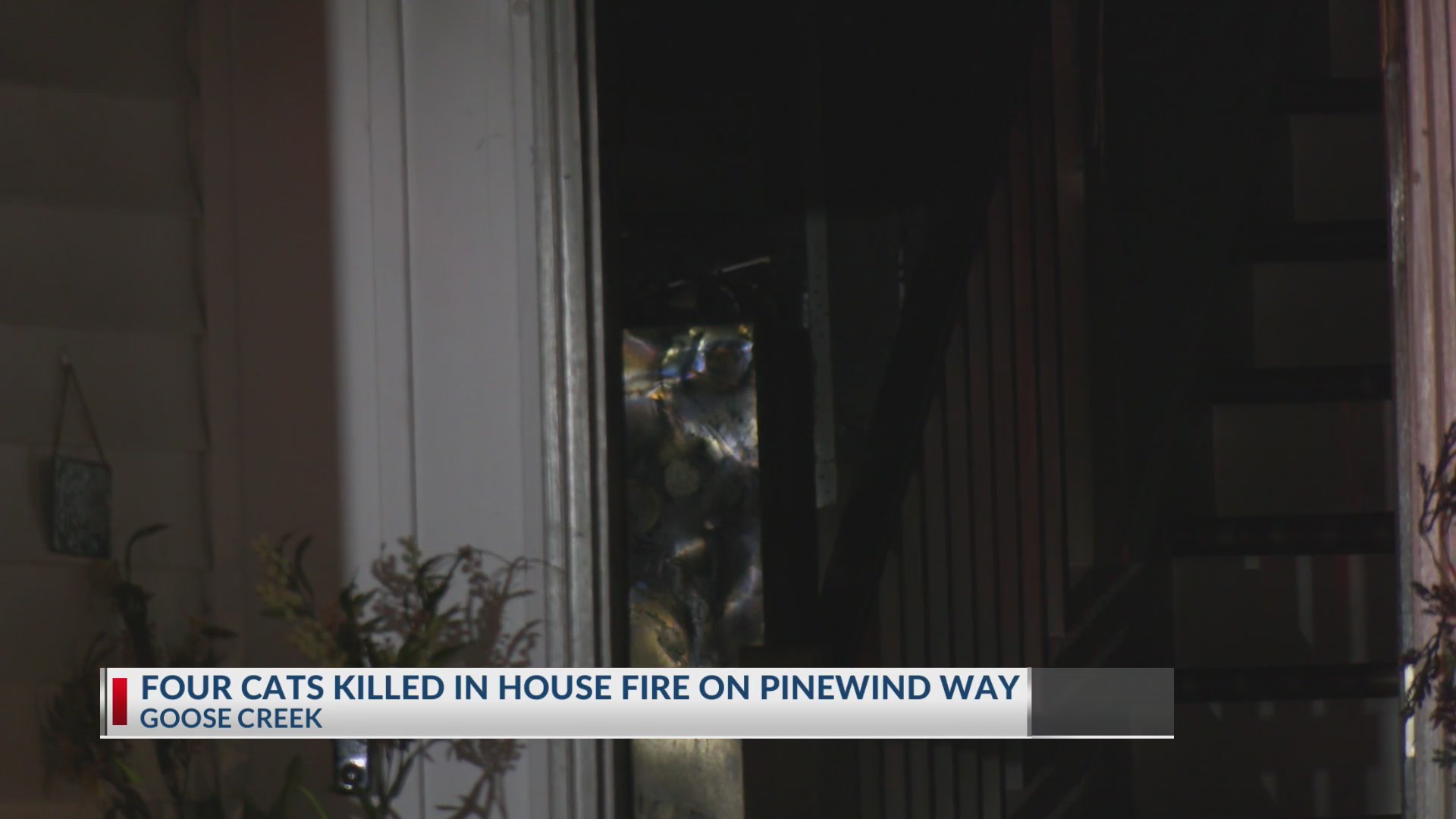 Four cats killed in house fire on Pinewind Way – WCBD News 2