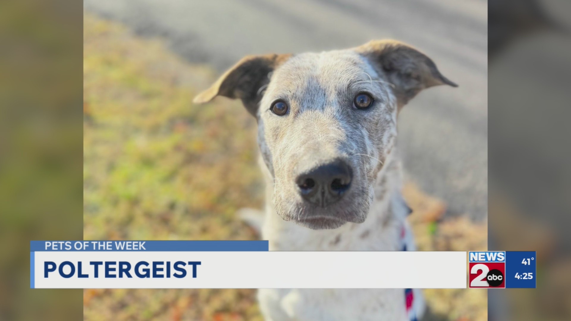 Pets of the Week for Nov. 12, 2025 – WKRN News 2