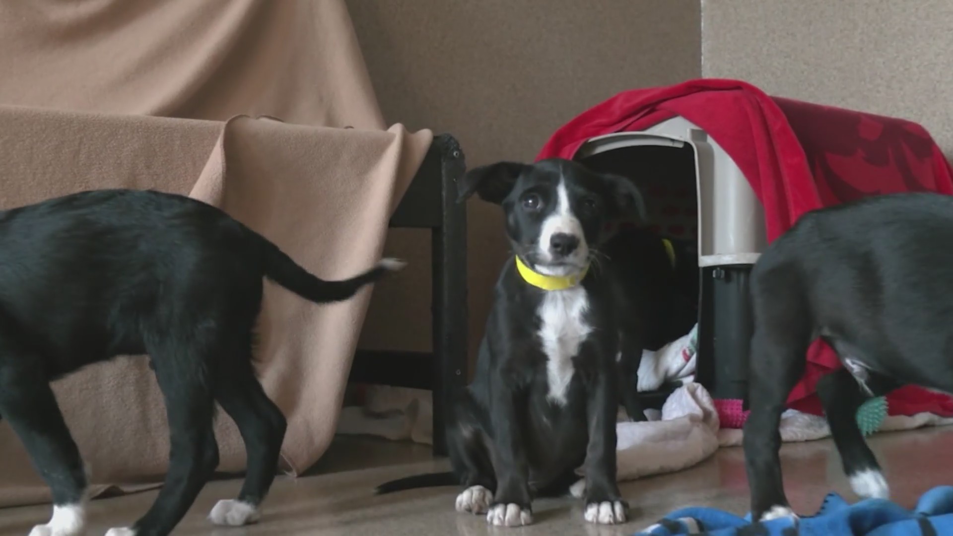 16 puppies found in Livermore Walmart parking lot
