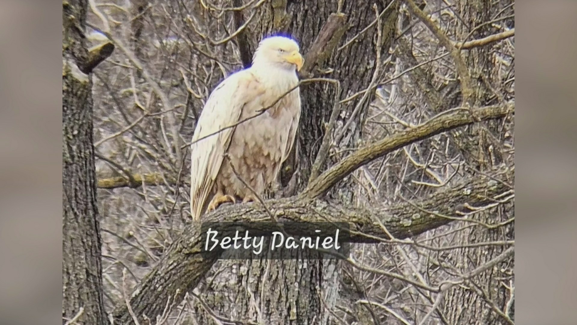 Rare white Bald Eagle spotted in Southwest Missouri – KOLR ...