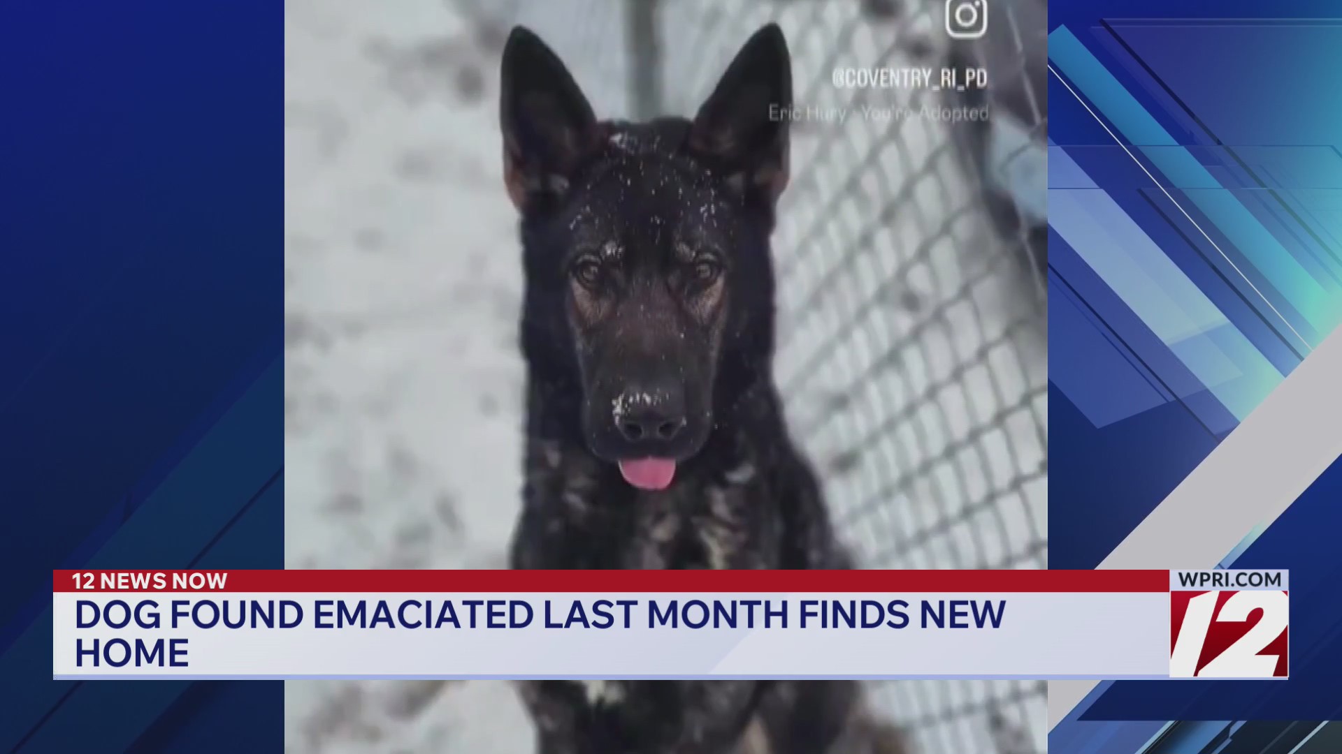 Emaciated dog found in Coventry gets adopted – WPRI.com