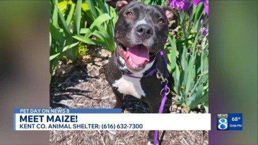KCAS Pets of the Week: Maize and Barney