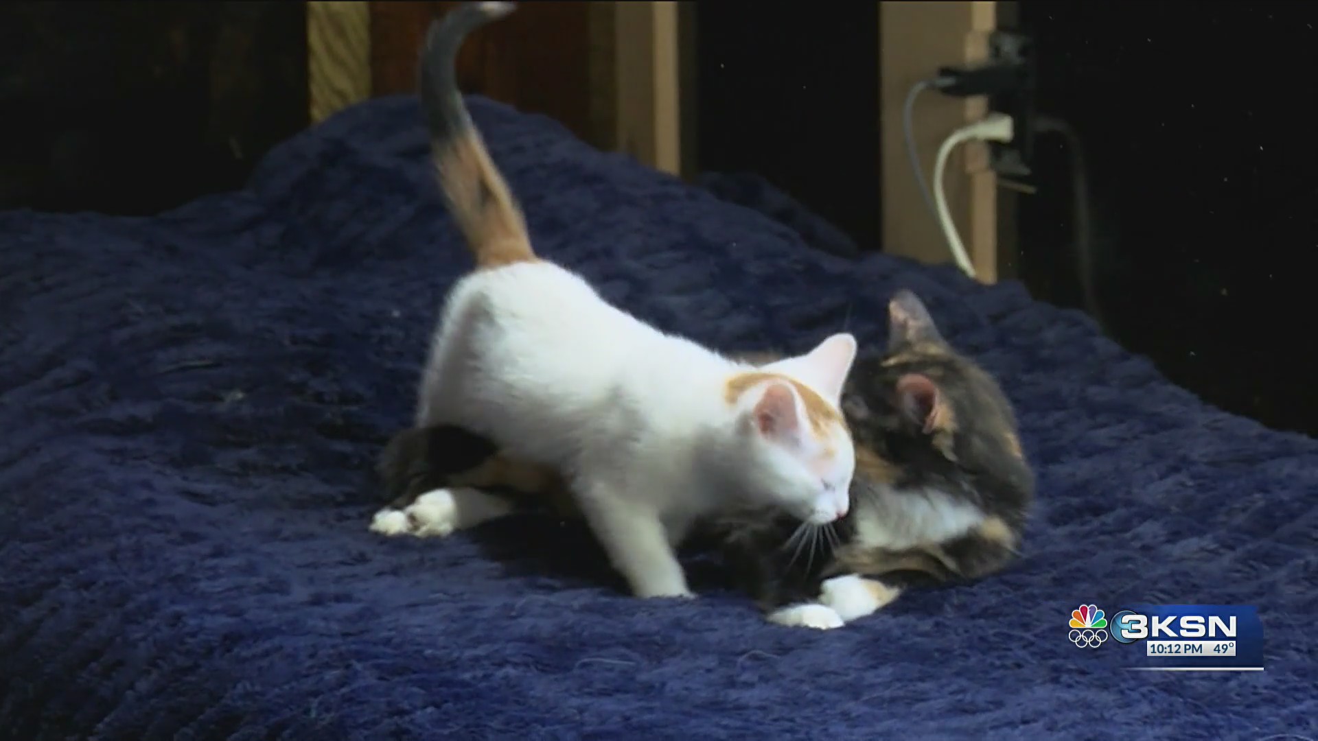Wichita Rescue Viral video puts abandoned Wichita cats on path to adoption – KSN-TV