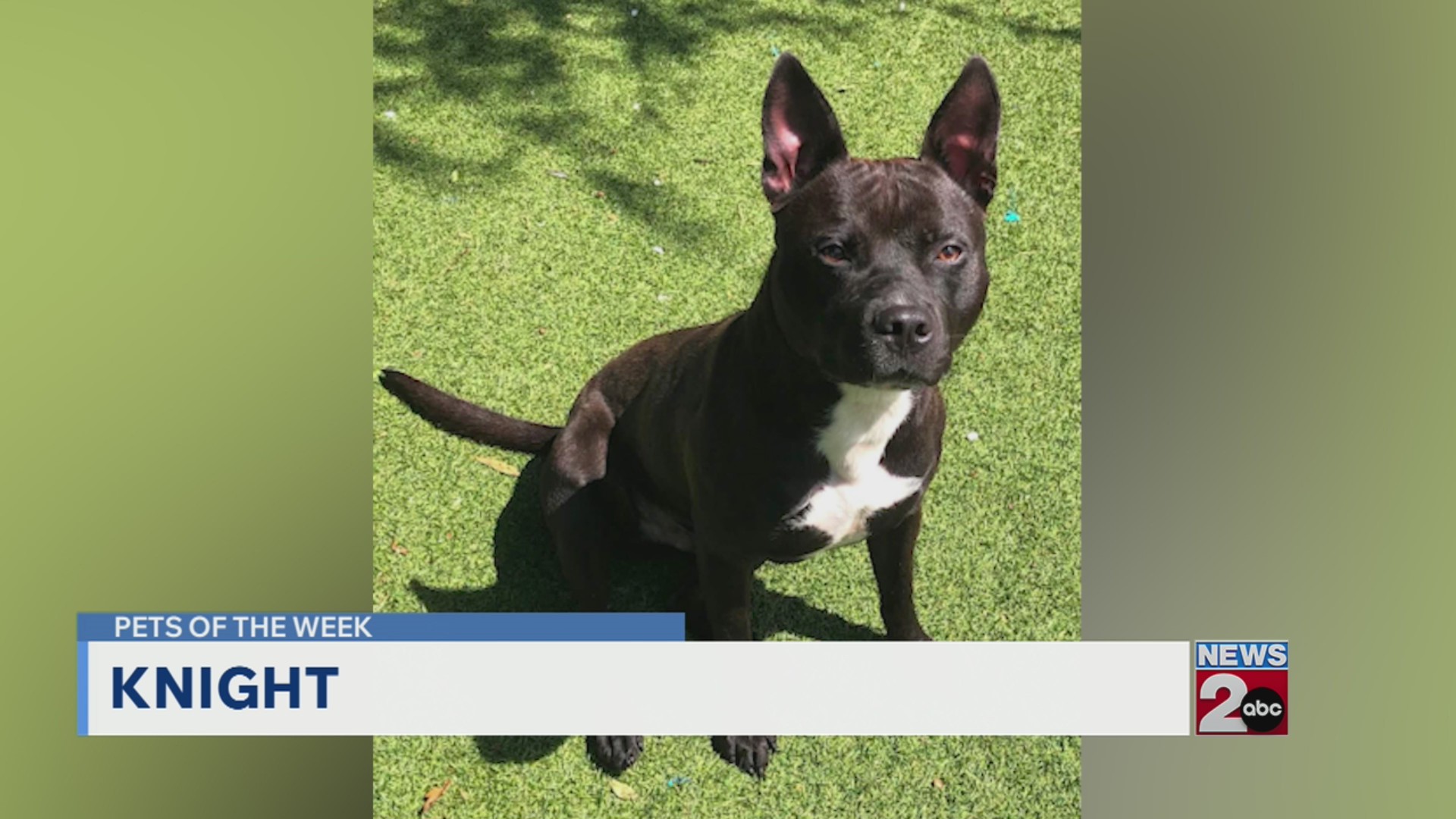 Pets of the Week for Aug. 25, 2026