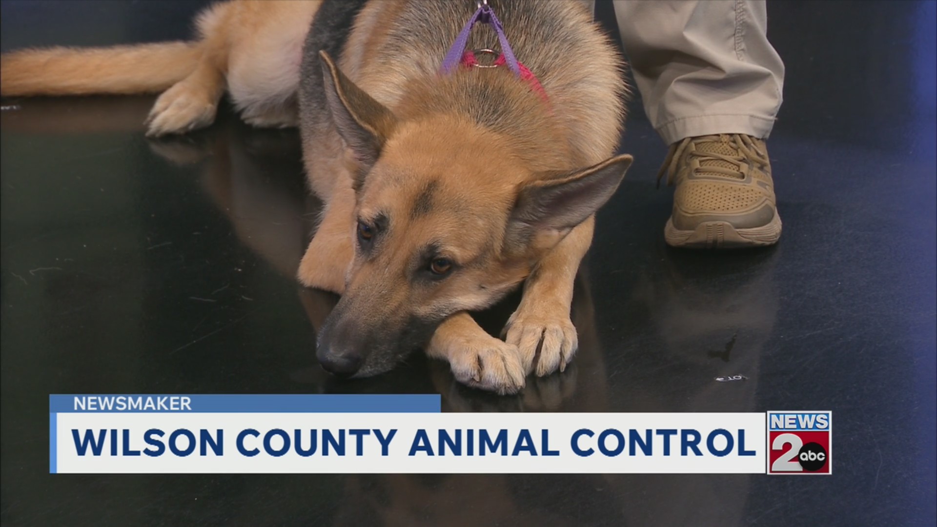 Newsmaker: Wilson County Animal Control – WKRN News 2