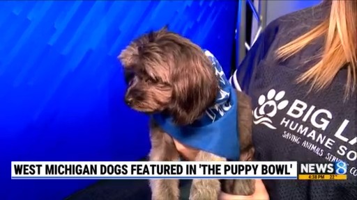 West Michigan dogs features in ‘The Puppy Bowl’ – WOODTV.com