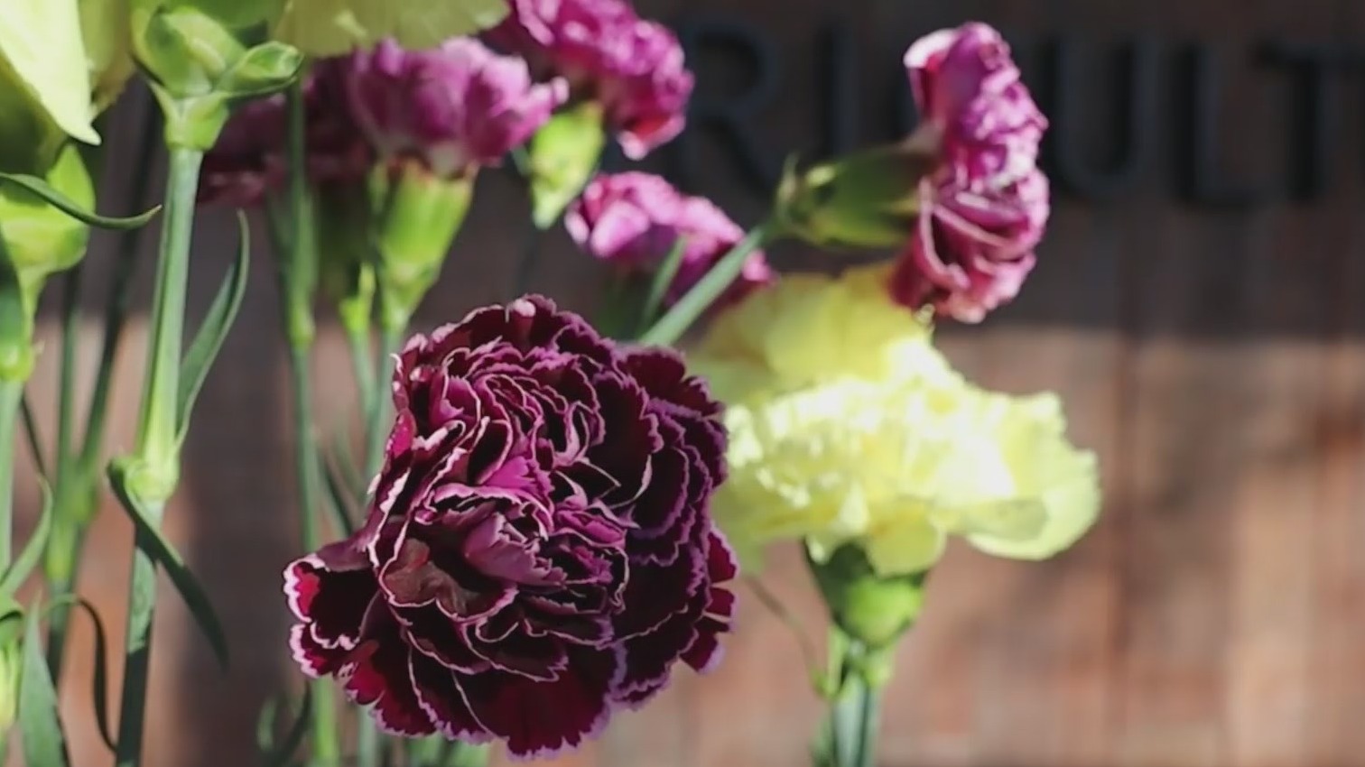 Red Rose Alternative Try these alternatives to roses this Valentine’s Day – FOX8 WGHP
