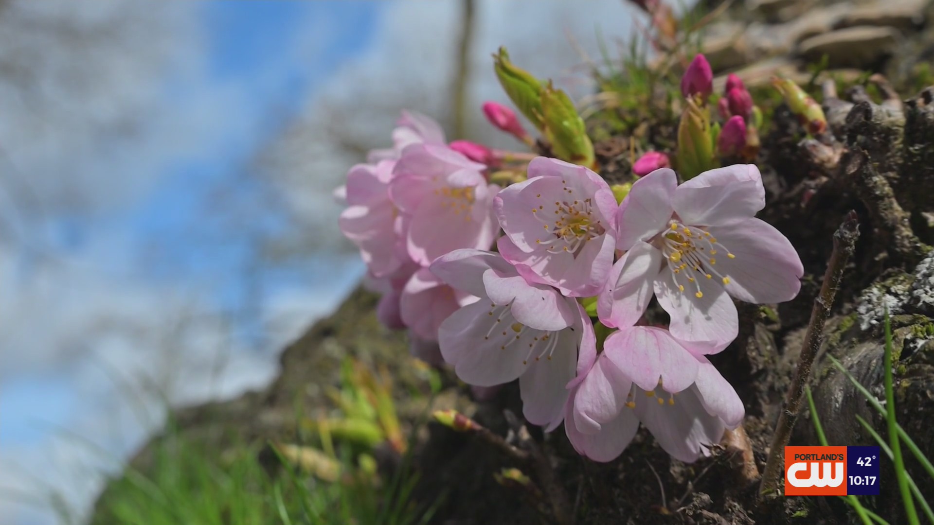 TIMELINE: Portland’s cherry blossoms starting to bloom – KOIN.com