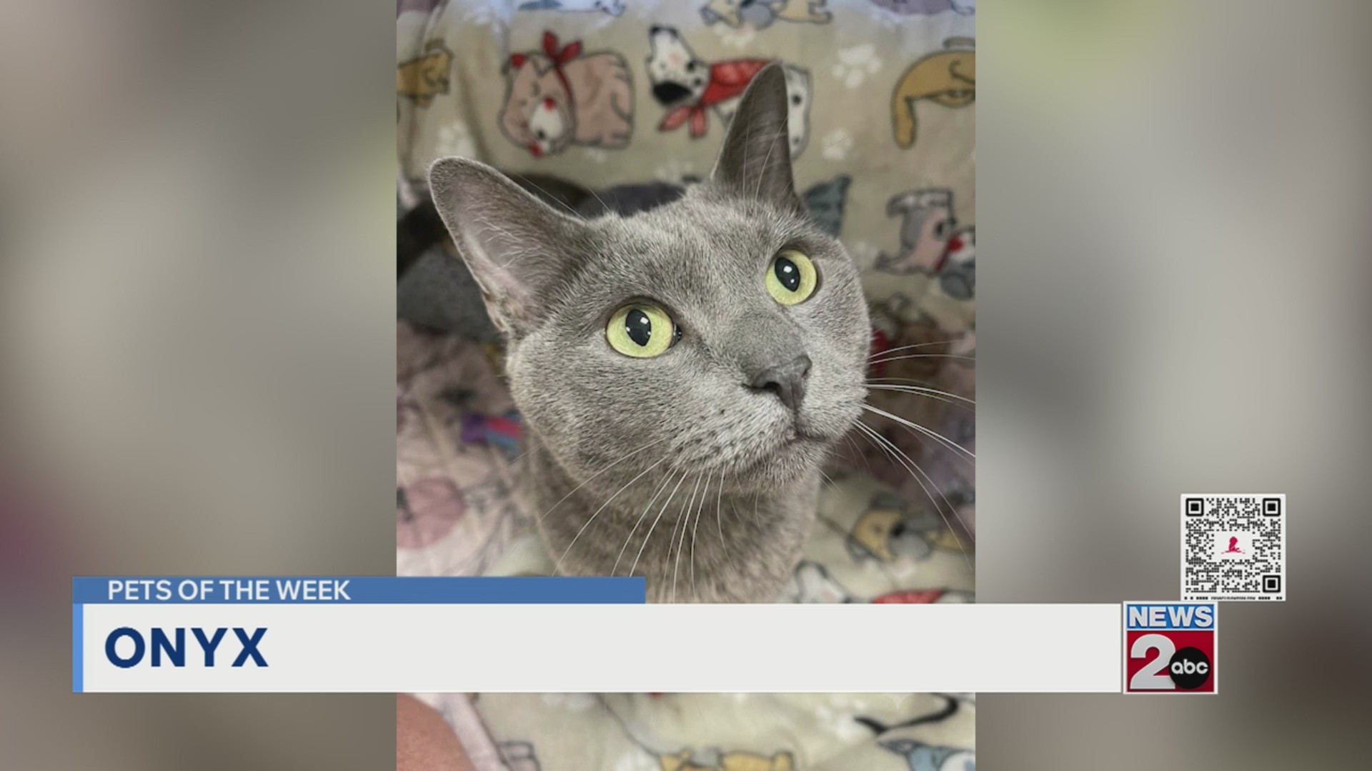 Pets of the Week for June 16, 2026