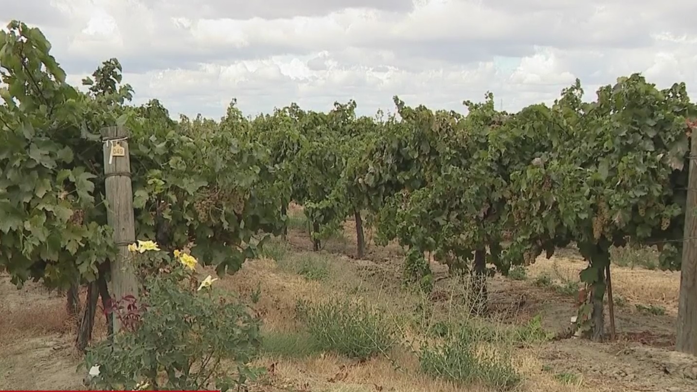 Wine label legislation set to make labels clearer about where products come from