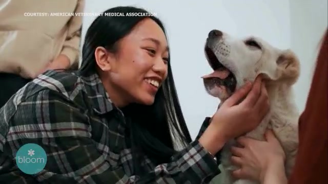 Tips for Traveling with Pets