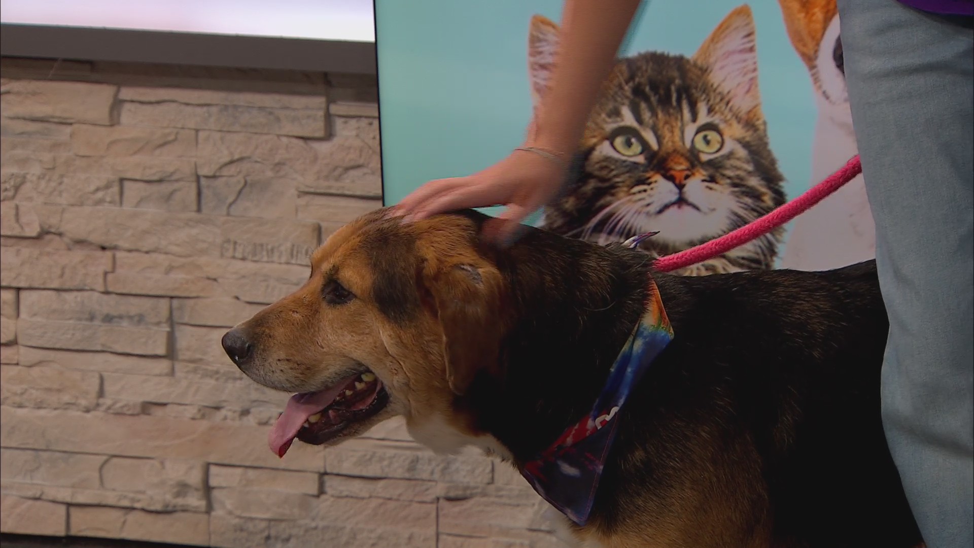 Pet of the Week: Meet Alastair