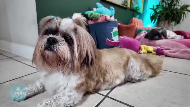 How to Keep Your Pets Safe During Extreme Weather